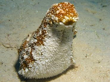 النوع الفروي (Astichopus multifidus)