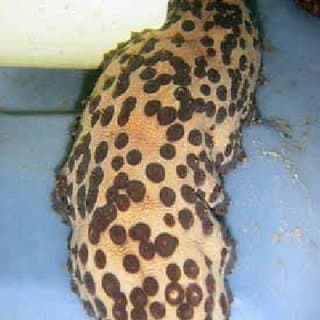  النوع ثلاثي الصفوف (Isostichopus badionotus)