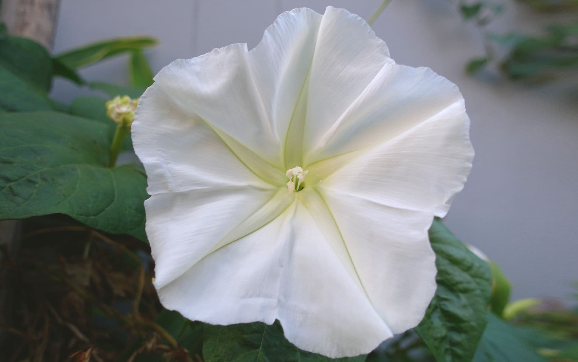 Moonflower