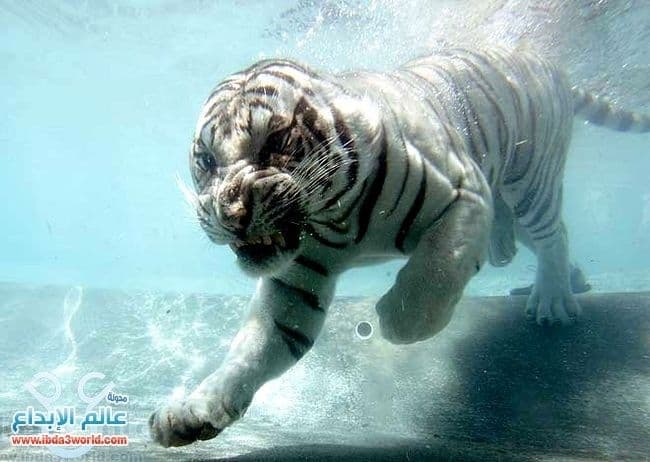 النمر الأبيض The White Tiger