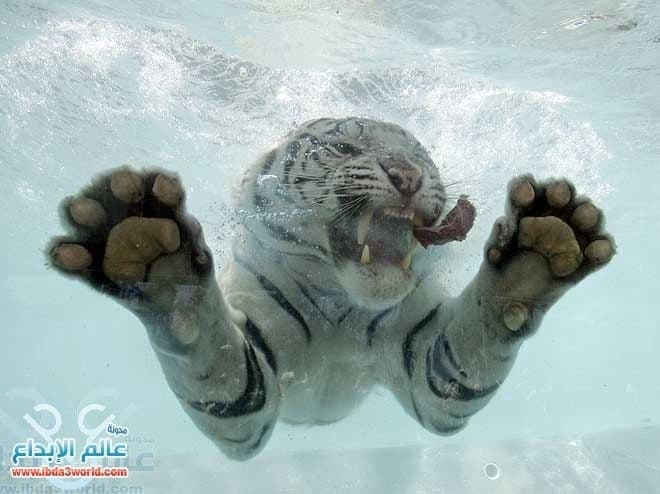 النمر الأبيض The White Tiger