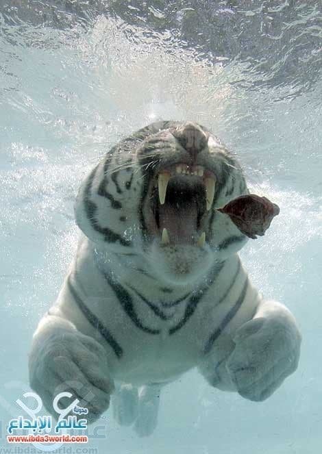 النمر الأبيض The White Tiger