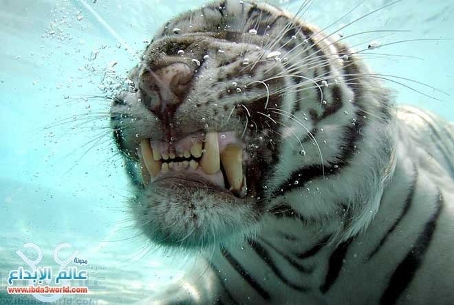 النمر الأبيض The White Tiger
