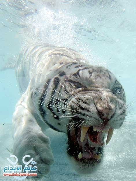 النمر الأبيض The White Tiger