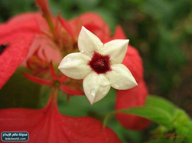 إرثروفيلا مسندا Mussaenda erythrophylla