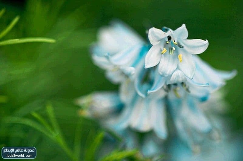 زهرة الأجراس الزرقاء Blue Bells