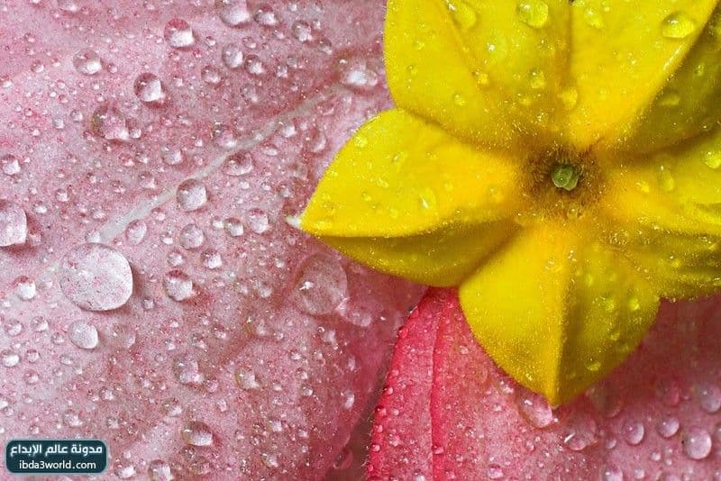 إرثروفيلا مسندا Mussaenda erythrophylla