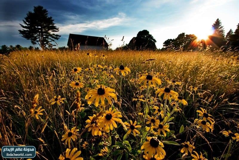 زهرة سوزان ذات العيون السوداء Black Eyed Susan