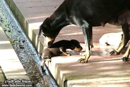 أمهات حيوانات تعشق صغارها
