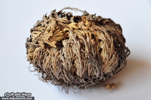 نبات البعث أو الإفاقة Selaginella lepidophylla