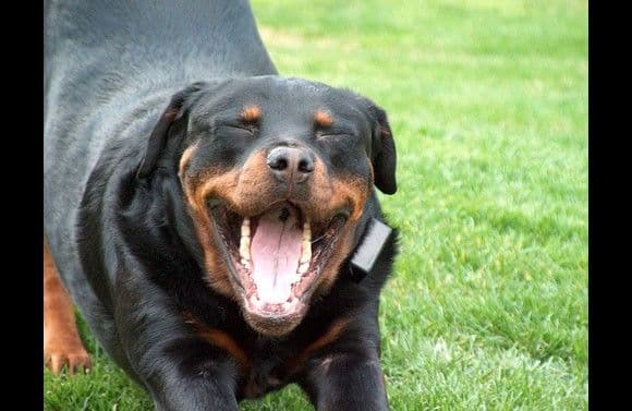 روت فايلر (Rottweilers)