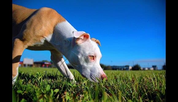 بيتبول (Pit Bulls)
