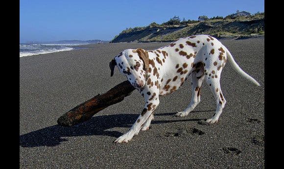 الدلماسي (Dalmatian)