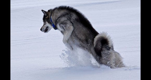 ملموت ألاسكي (Alaskan Malamutes)