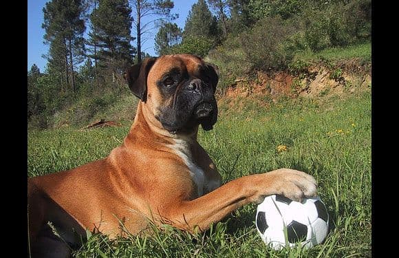 بوكسر (Boxer)