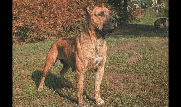 الكاناري بريسا (Presa Canario)
