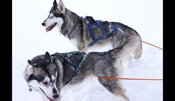 الهسكي السيبيري (Husky)