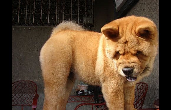 تشاو تشاو (Chow Chow)