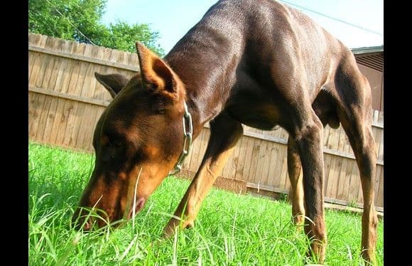 دوبرمان (Doberman)