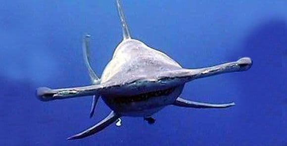 Hammerhead