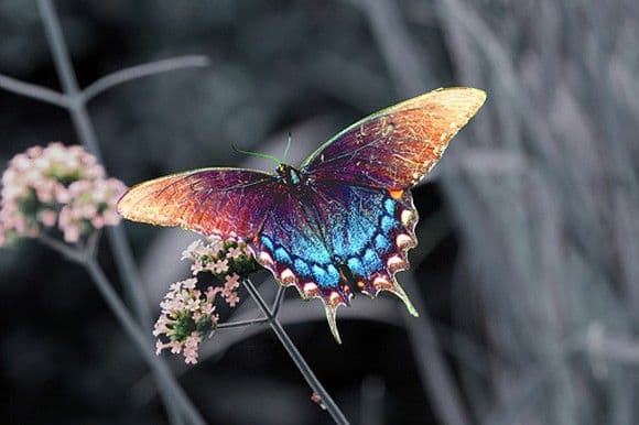 فراشة Pipevine