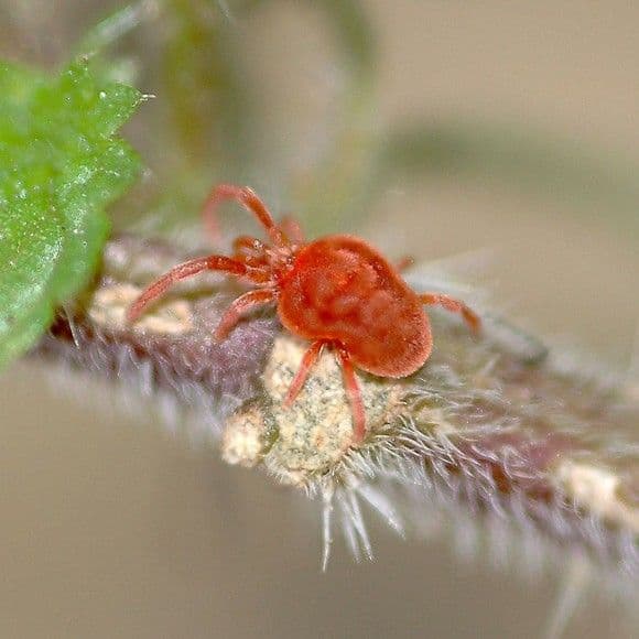 عنكبوت السوس الأحمر The Red Mite Spider