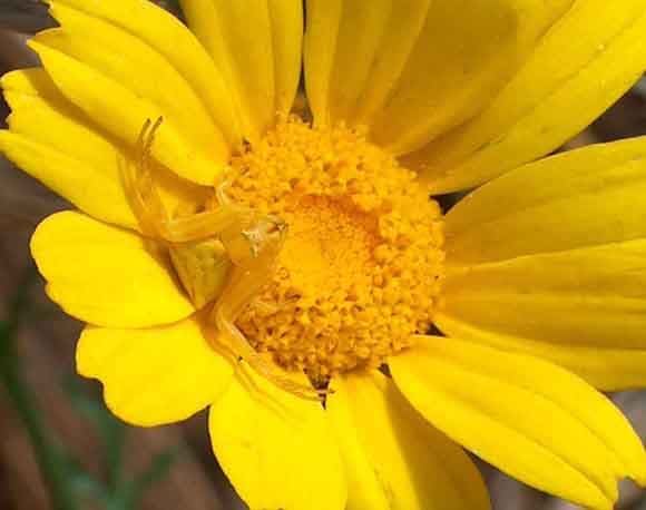 عنكبوت السلطعون Crab Spider