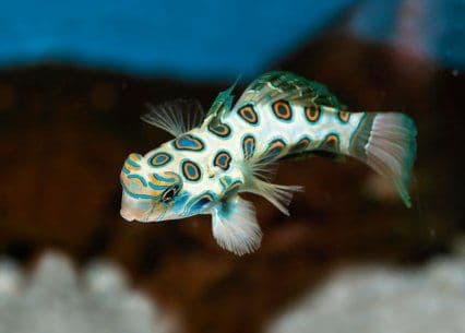 Psychedelic Mandarin