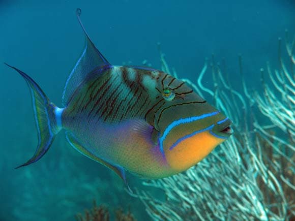 (Queen Triggerfish)