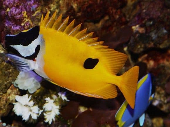 (Foxface Rabbit Fish)