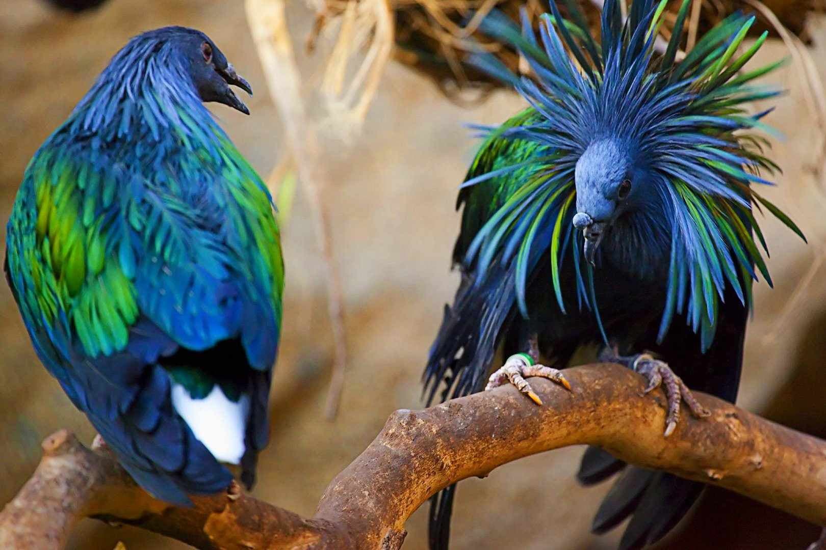 حمامة نيكوبار