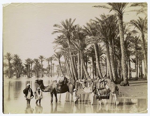 مصر