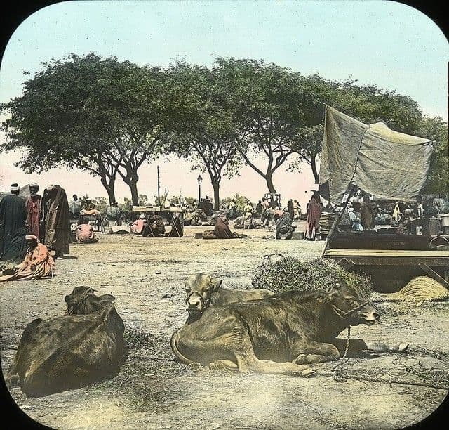 مصر