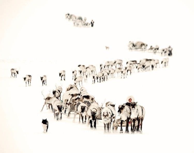 nenet-10