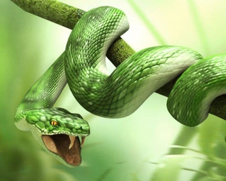 أفعى