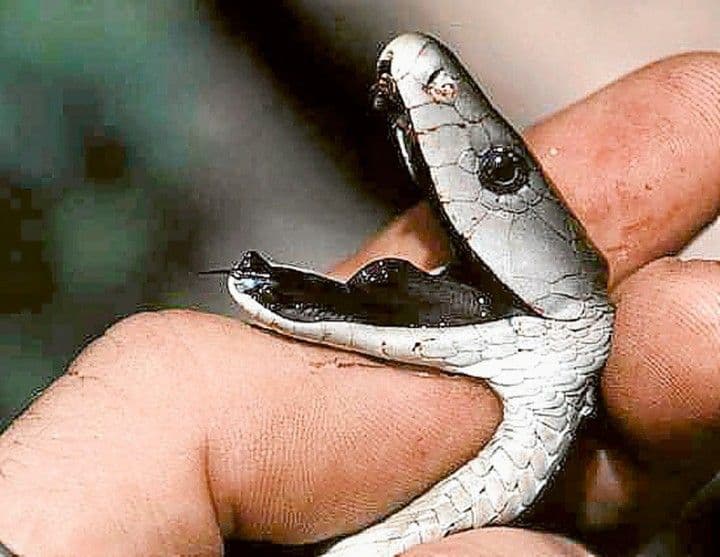 المامبا السوداء