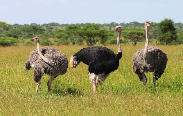 ostrich