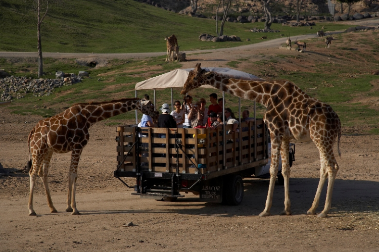 San-Diego-Wild-Animal-Park