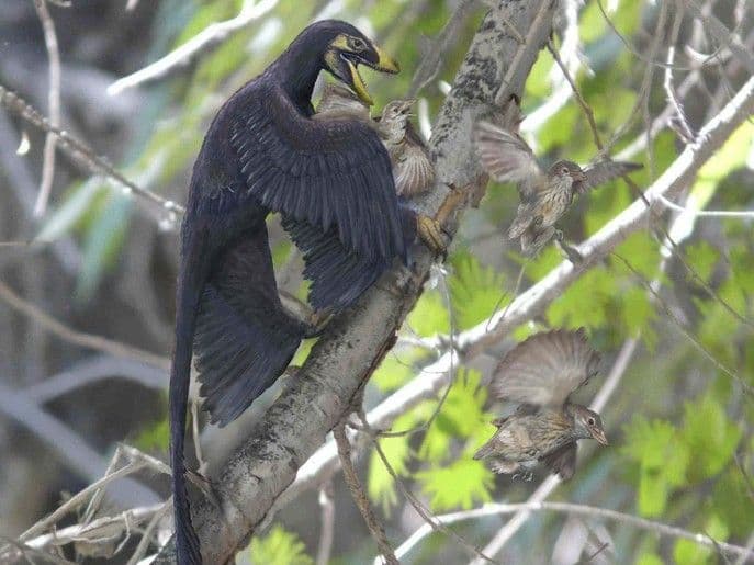 Handout illustration of the feathered dinosaur Microraptor pouncing on a nest of primitive birds in what is now northern China