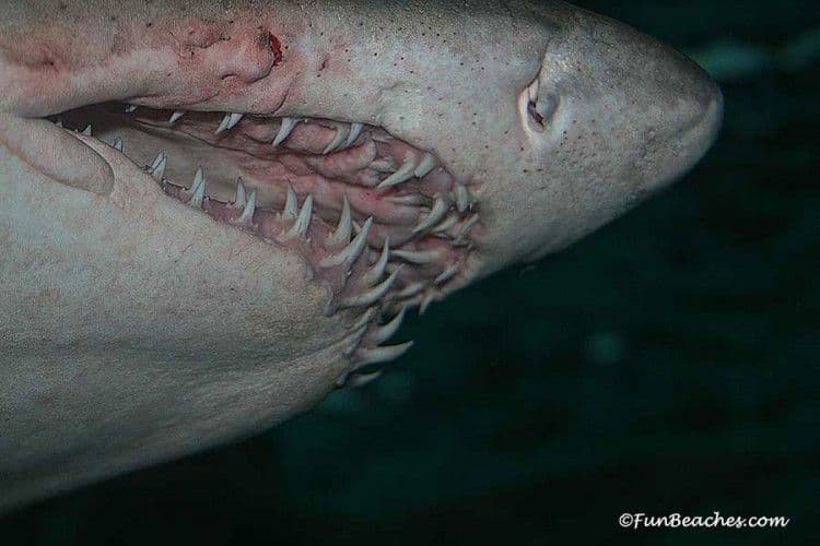 shark-teeth