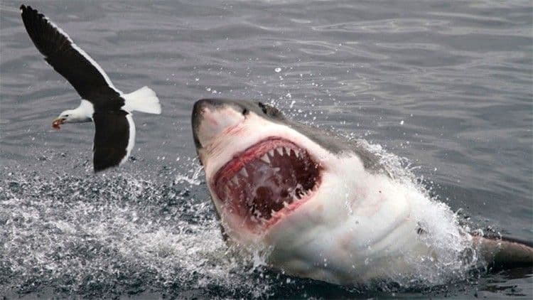 shark