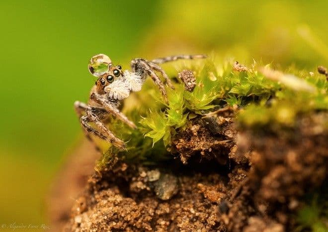 Macro-photography-spider-Nueva-arana