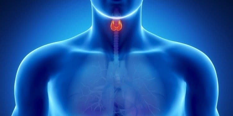ThyroidGland