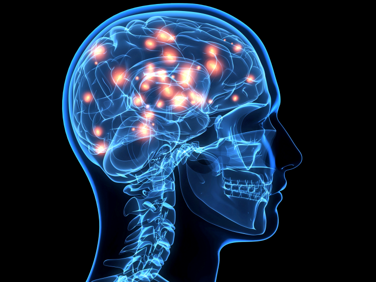 Brain