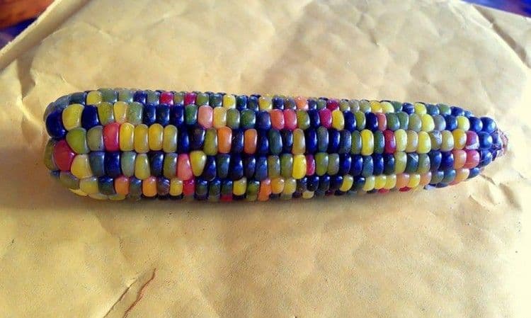Glass-Gem-Corn-Blue-1020x610