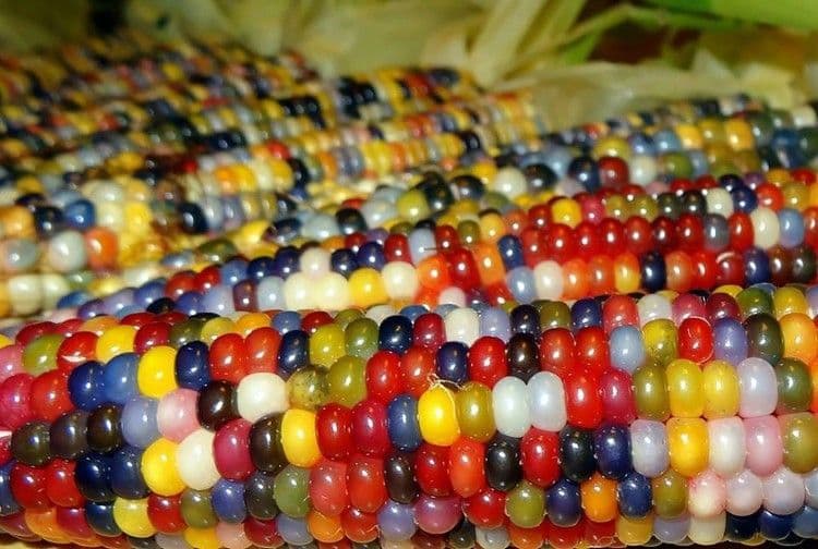 Glass-Gem-Corn-Rainbow
