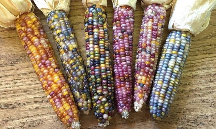 Glass-Gem-Corn-Variety-1020x610