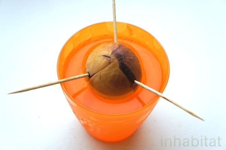 avocado-pit-in-water