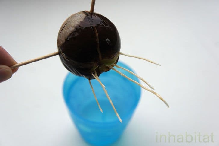 بذرة أفوكادو مع جذور بدأت بالنمو