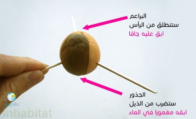 avocado-pit-top-end-copy